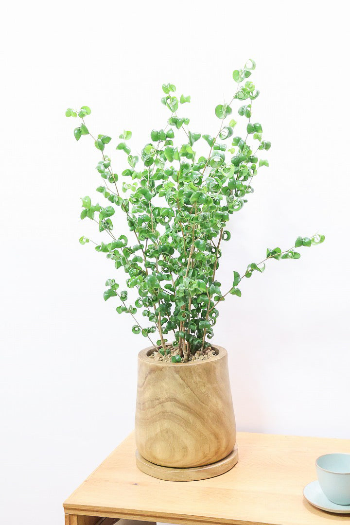 【ベンジャミン バロック】人気の木製POT。ボリュームがありますので存在感は保証しますよ！