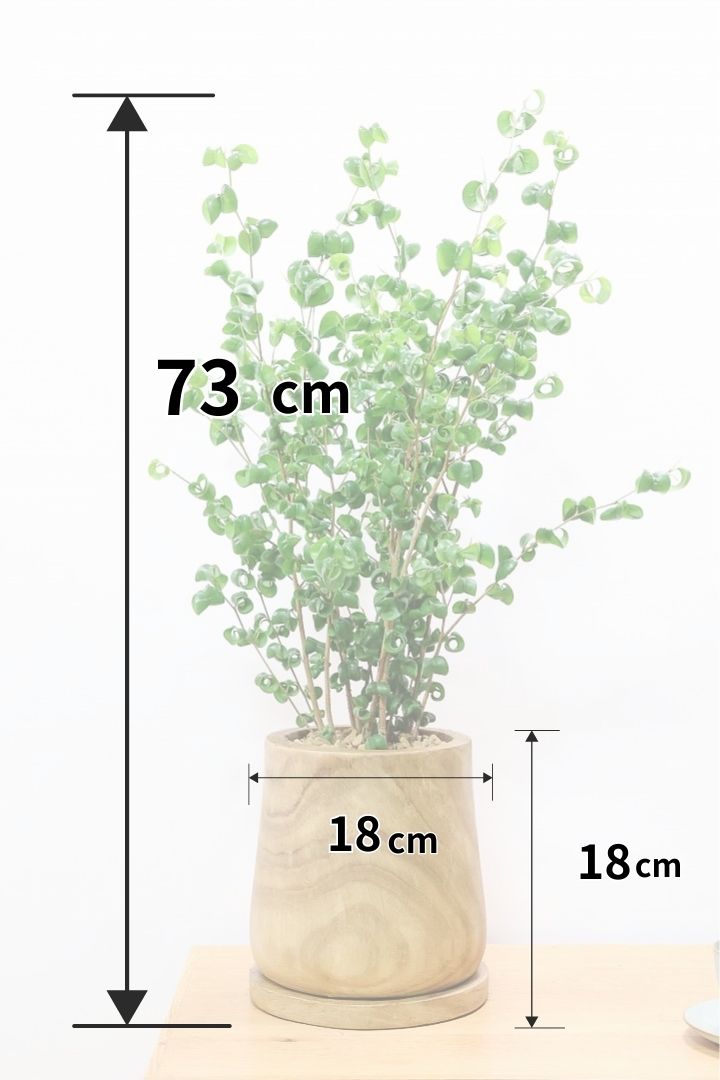 【ベンジャミン バロック】人気の木製POT。ボリュームがありますので存在感は保証しますよ！