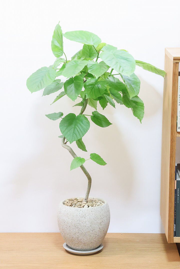 フィカスウンベラータ⭐️約125cm⭐️室内⭐️玄関•リビングに最適