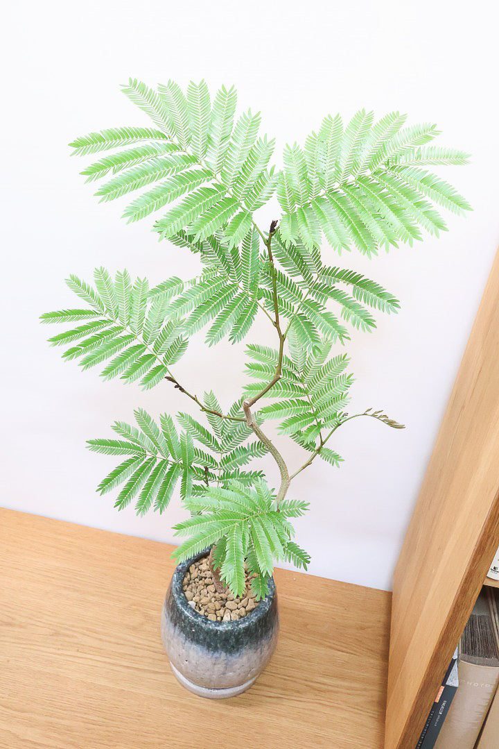エバーフレッシュCB60356| 観葉植物の通信販売 | APEGO(アペーゴ)