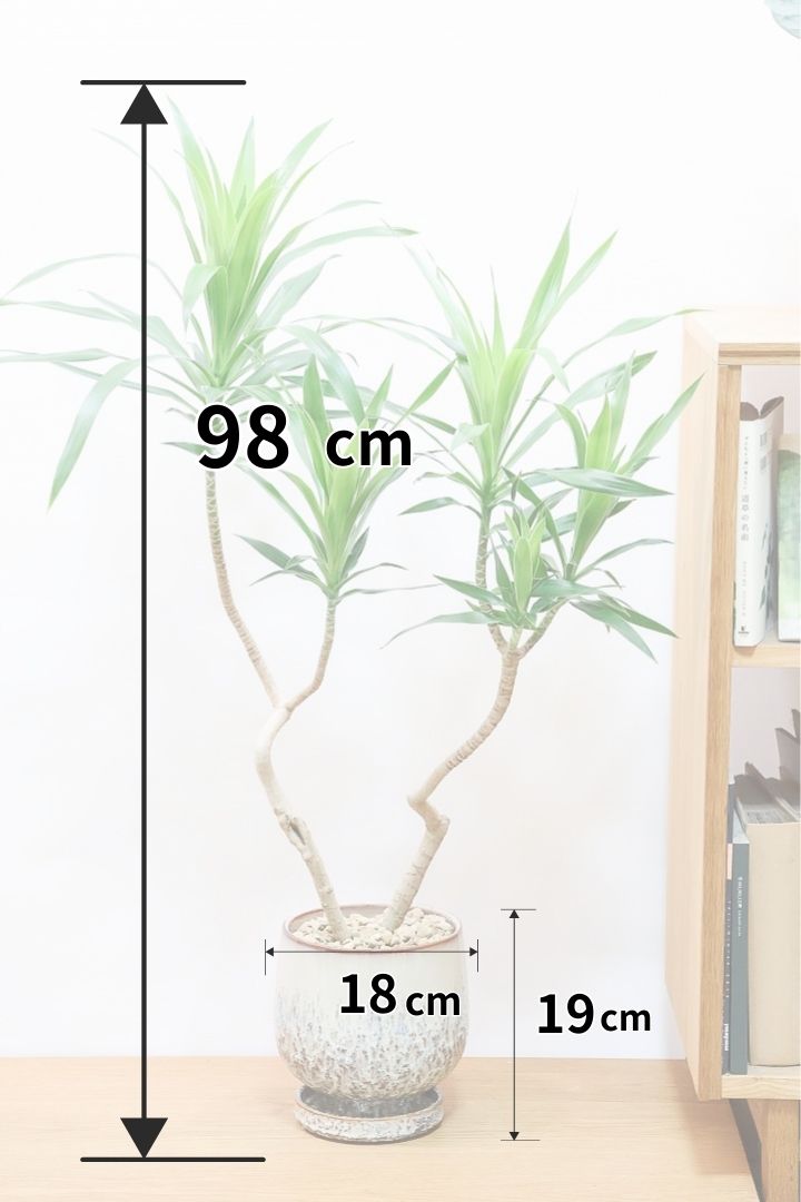 【ナビ】沖縄でじっくりと育てられたボリュームがあるスタイリッシュな樹形！他にはない樹形です！