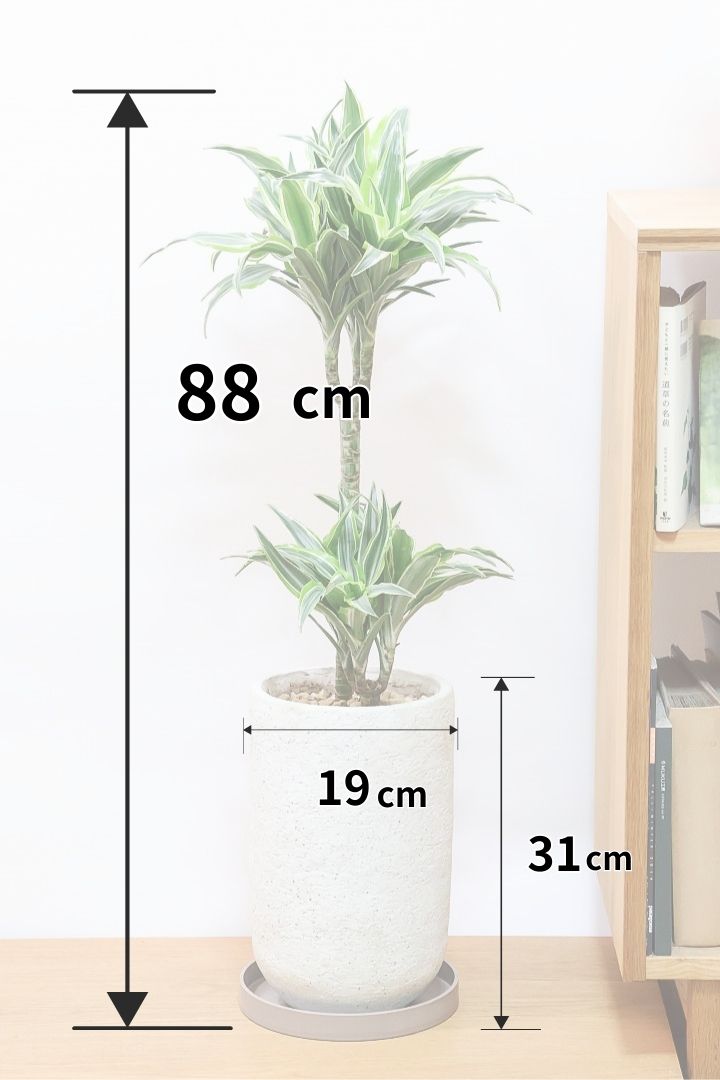 【ドラセナ レモンサプライズ】爽やかなコントラストの葉！この品種は非常に育てやすいので贈り物にもピッタリです！