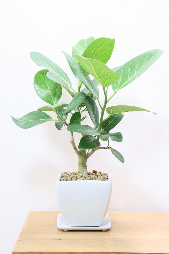 フィカス ベンガレンシスWS60365| 観葉植物の通信販売 | APEGO