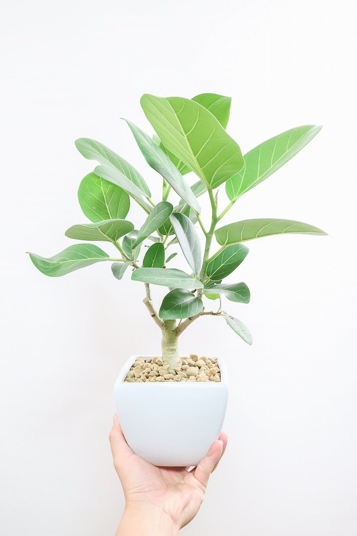 フィカス ベンガレンシスWS60365| 観葉植物の通信販売 | APEGO