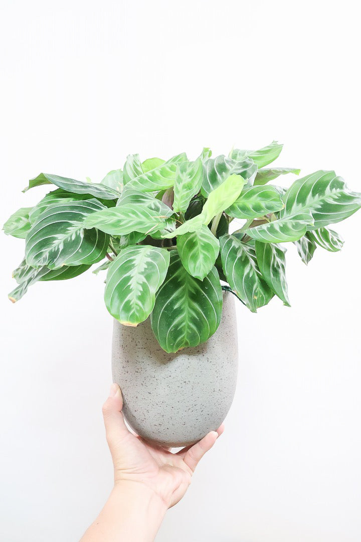 マランタ キャットマスタージュCO60367| 観葉植物の通信販売 | APEGO