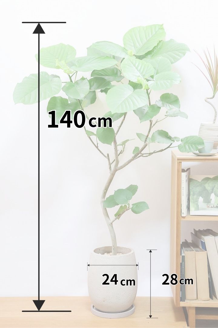 うんべらーた ウンベラータCO60355| 観葉植物の通信販売 | APEGO(アペーゴ)
