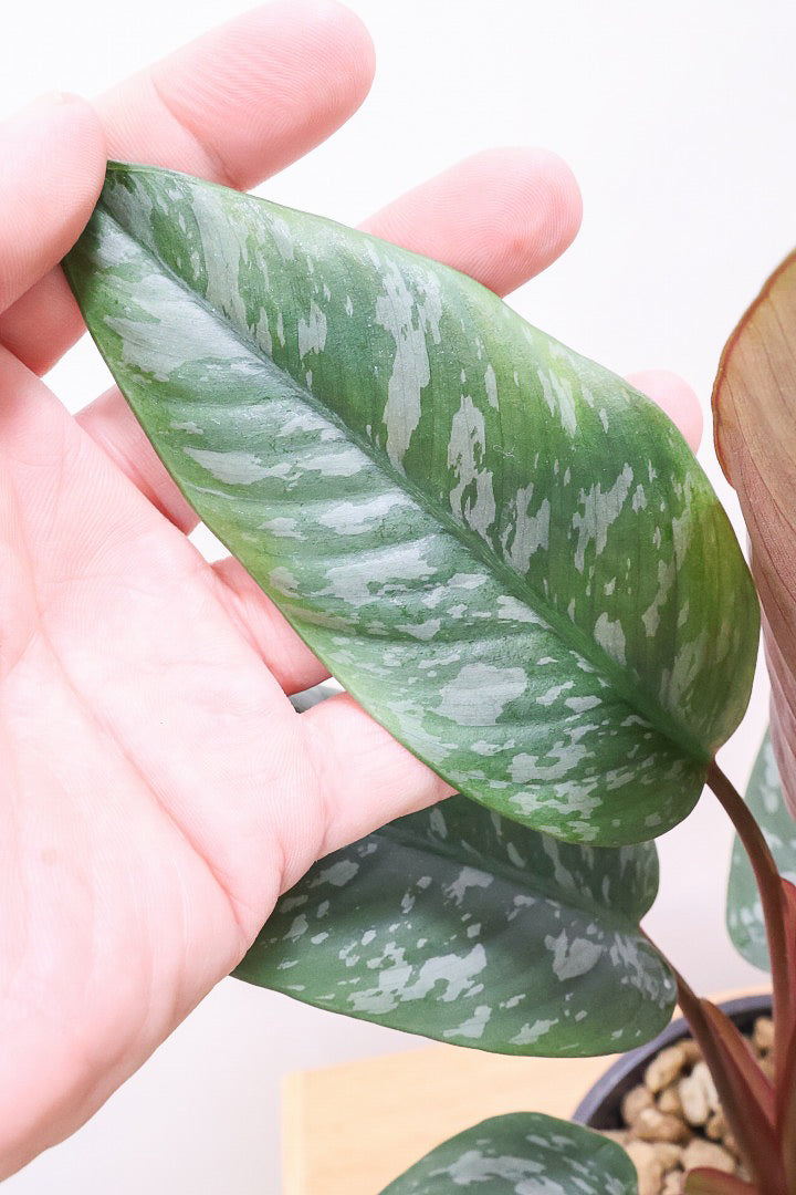 【アポバリス アクミナティッシマ】お手軽なプラスチック鉢！葉色がとても美しく、表面はマッドな質感なので触り心地が良いですよ！