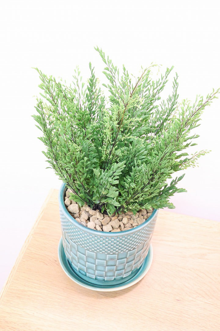 【アジアンタム リサ】ふわふわした雰囲気がとってもかわいい観葉植物! POTとの相性も抜群！