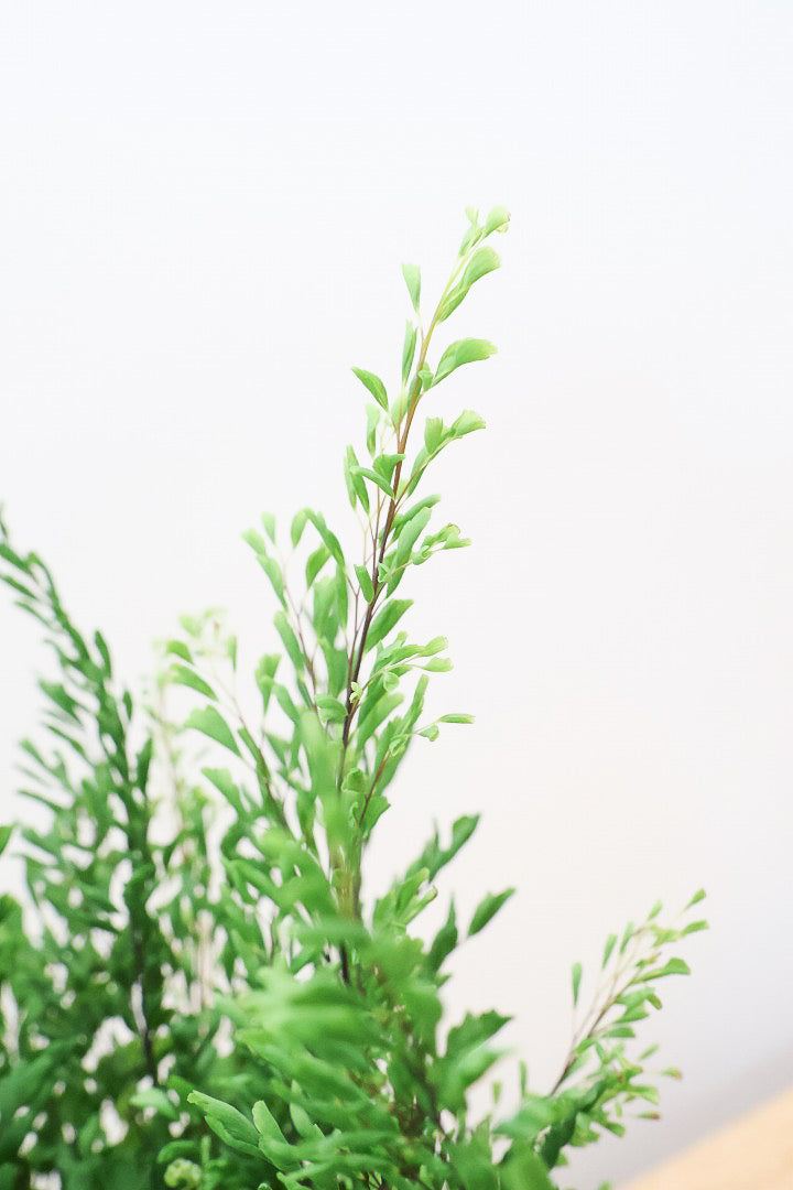 【アジアンタム リサ】ふわふわした雰囲気がとってもかわいい観葉植物! POTとの相性も抜群！