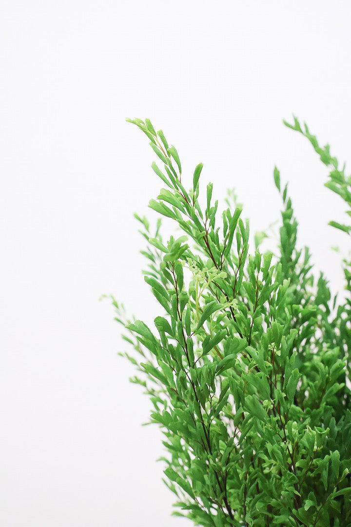 【アジアンタム リサ】ふわふわした雰囲気がとってもかわいい観葉植物! POTとの相性も抜群！