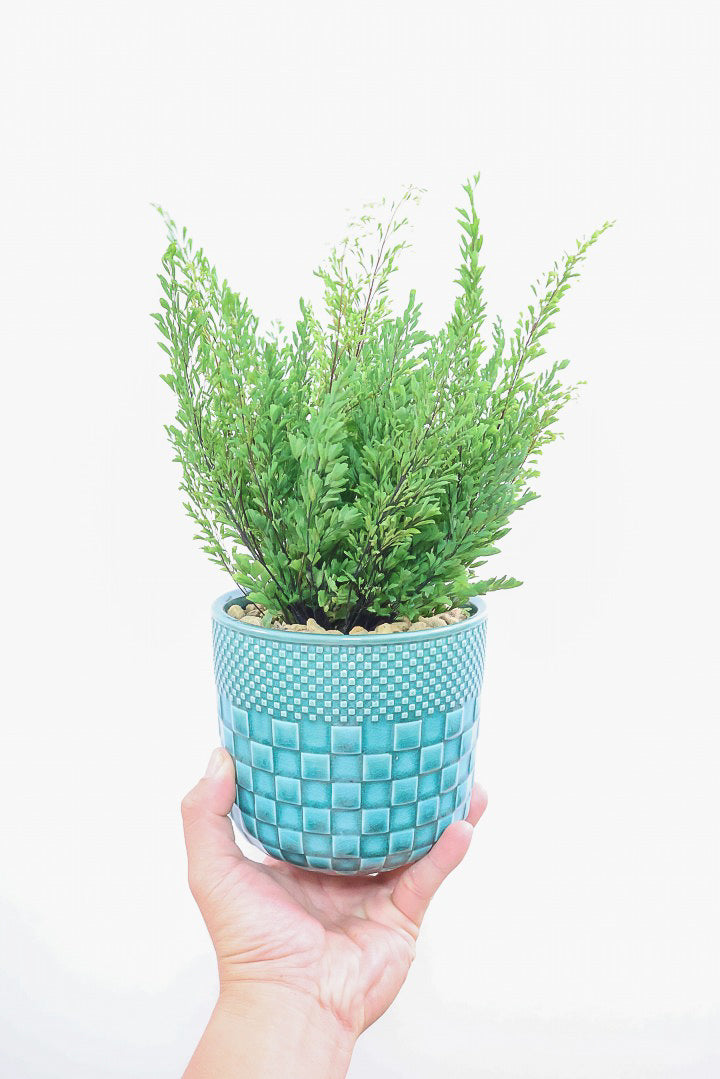 【アジアンタム リサ】ふわふわした雰囲気がとってもかわいい観葉植物! POTとの相性も抜群！