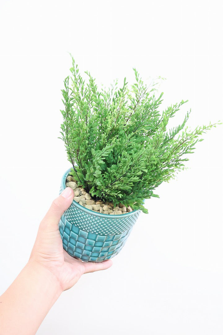 【アジアンタム リサ】ふわふわした雰囲気がとってもかわいい観葉植物! POTとの相性も抜群！