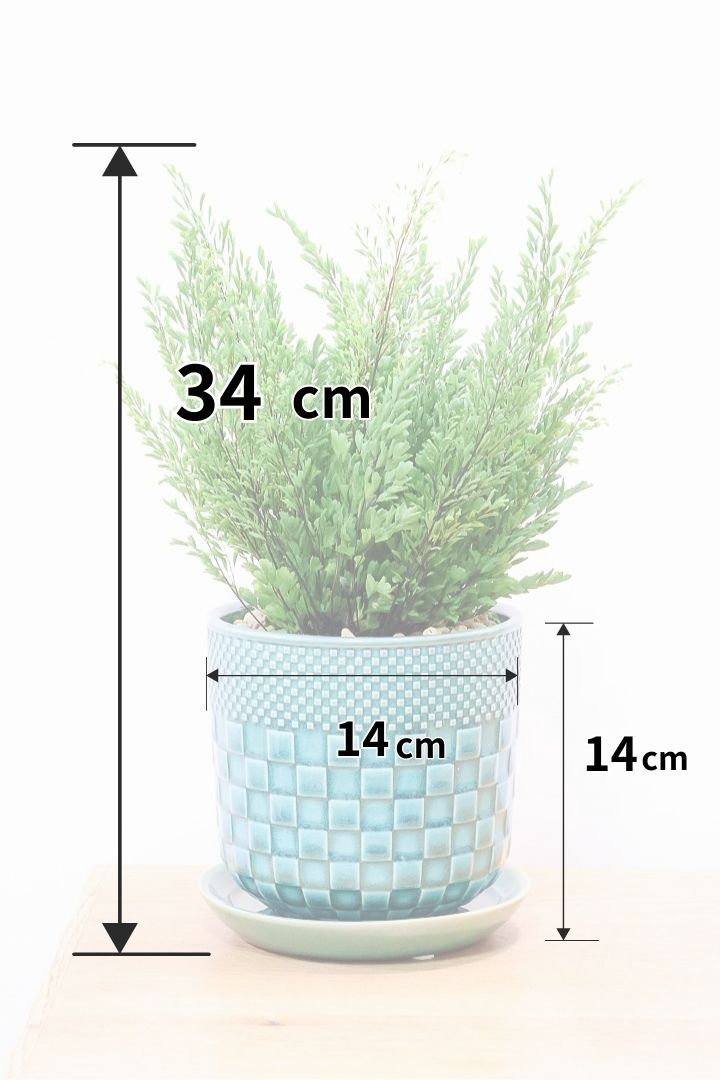 【アジアンタム リサ】ふわふわした雰囲気がとってもかわいい観葉植物! POTとの相性も抜群！