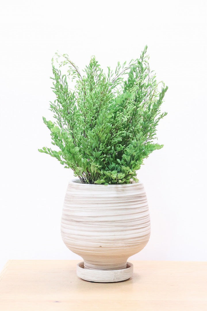 【アジアンタム リサ】ふわふわした雰囲気がとってもかわいい観葉植物! 今だけ入荷の限定商品！