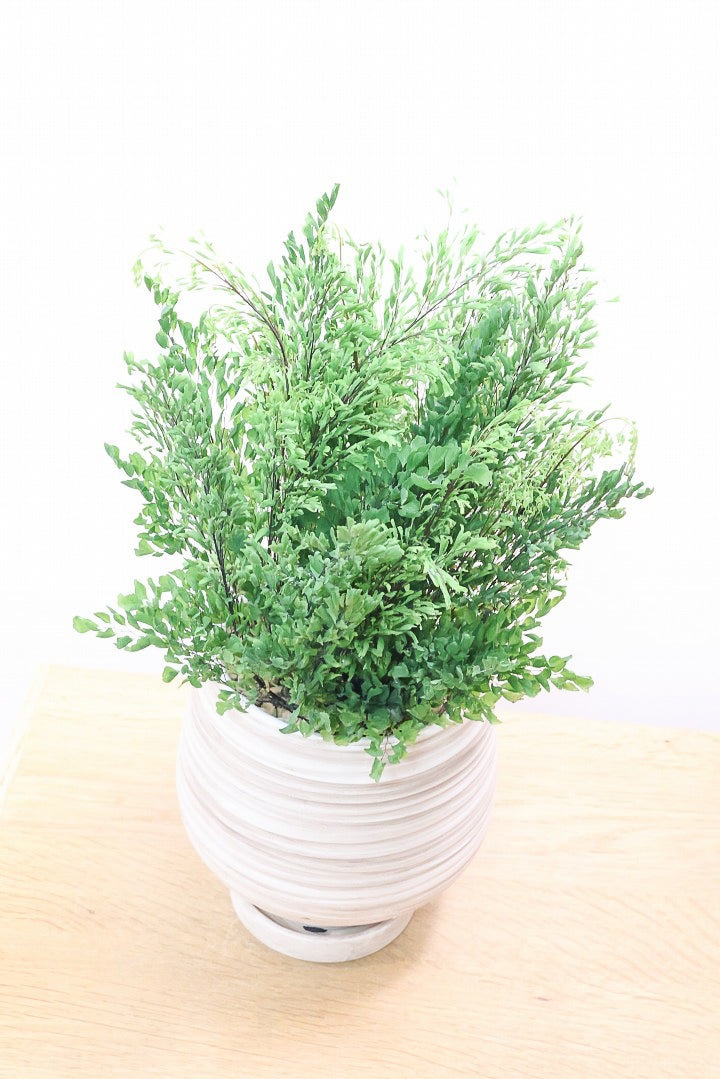 【アジアンタム リサ】ふわふわした雰囲気がとってもかわいい観葉植物! 今だけ入荷の限定商品！