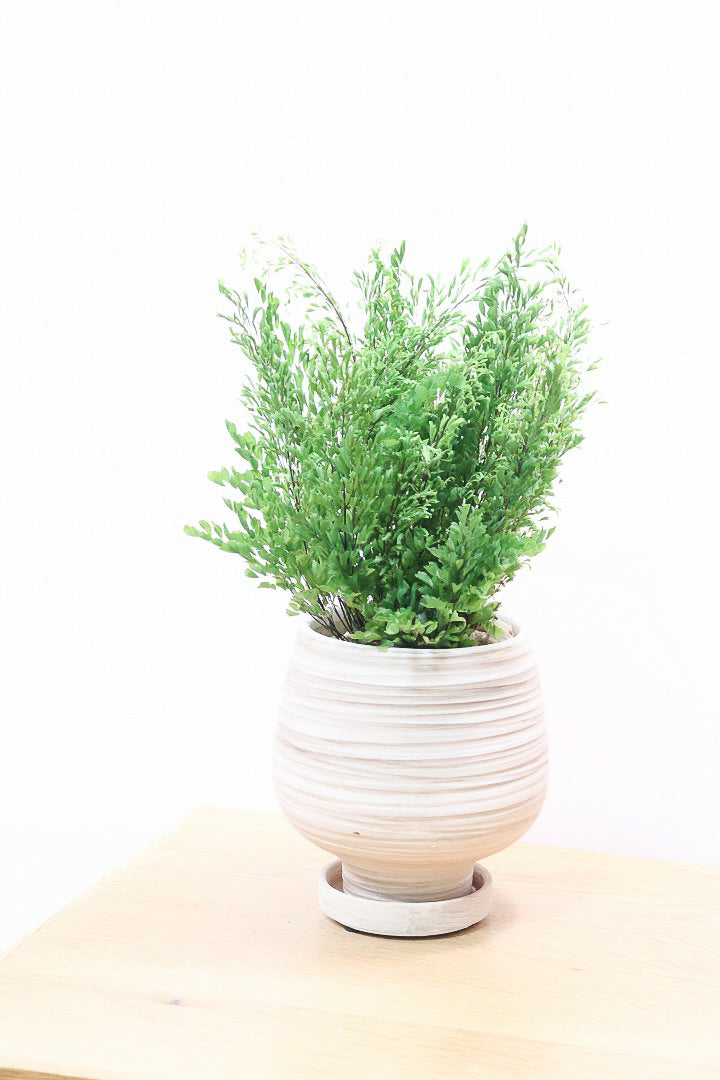 【アジアンタム リサ】ふわふわした雰囲気がとってもかわいい観葉植物! 今だけ入荷の限定商品！