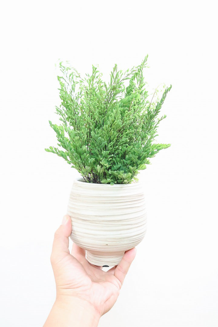 【アジアンタム リサ】ふわふわした雰囲気がとってもかわいい観葉植物! 今だけ入荷の限定商品！