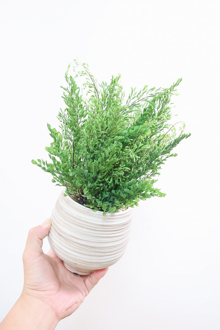 【アジアンタム リサ】ふわふわした雰囲気がとってもかわいい観葉植物! 今だけ入荷の限定商品！