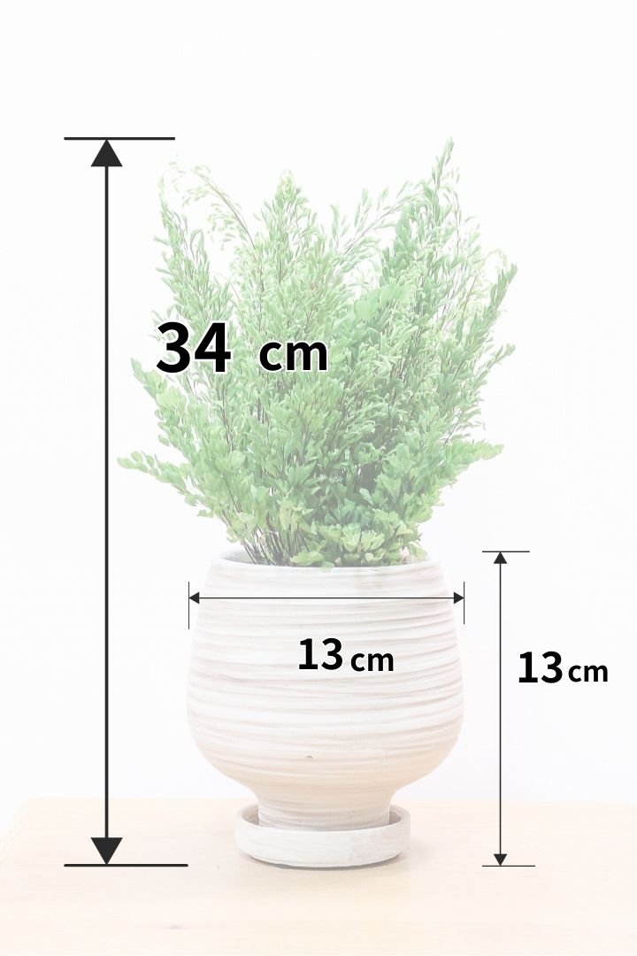 【アジアンタム リサ】ふわふわした雰囲気がとってもかわいい観葉植物! 今だけ入荷の限定商品！