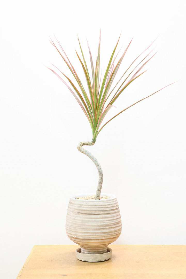 キッチン編】観葉植物で幸運を引き寄せる風水術| 観葉植物の基礎