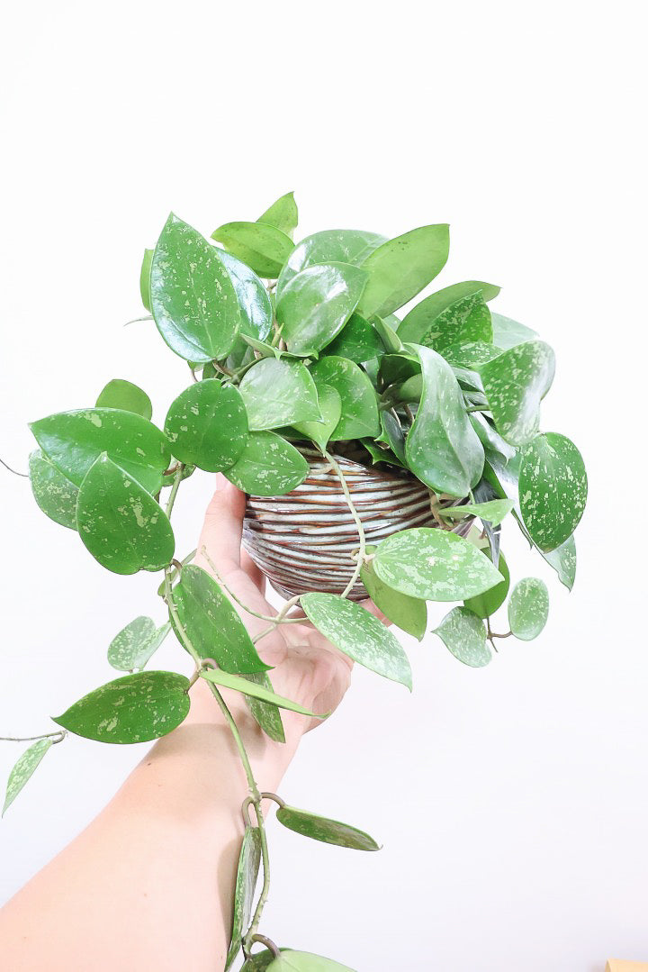 【ホヤ パラスチカスプラッシュ】まん丸なの葉がかわいい！ボリュームもありますのでおススメです！