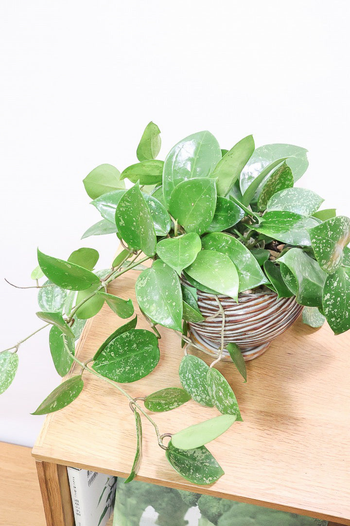 【ホヤ パラスチカスプラッシュ】まん丸なの葉がかわいい！ボリュームもありますのでおススメです！