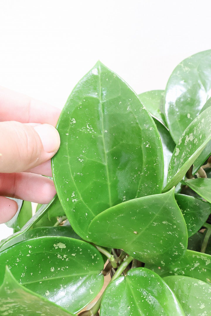 【ホヤ パラスチカスプラッシュ】まん丸なの葉がかわいい！ボリュームもありますのでおススメです！