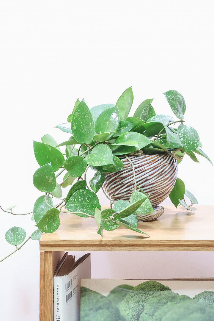 【ホヤ パラスチカスプラッシュ】まん丸なの葉がかわいい！ボリュームもありますのでおススメです！