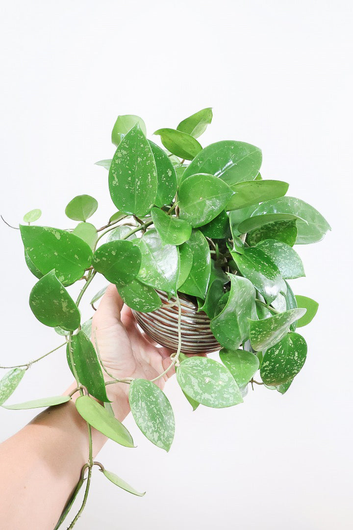 【ホヤ パラスチカスプラッシュ】まん丸なの葉がかわいい！ボリュームもありますのでおススメです！