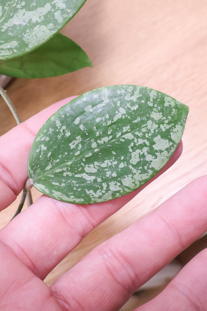 【ホヤ パラスチカスプラッシュ】まん丸なの葉がかわいい！ボリュームもありますのでおススメです！