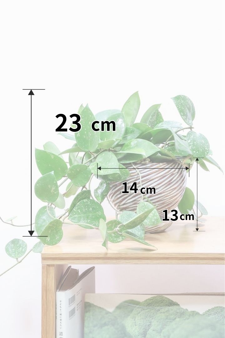 【ホヤ パラスチカスプラッシュ】まん丸なの葉がかわいい！ボリュームもありますのでおススメです！