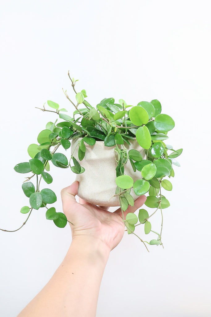 ホヤ マチルダPIV60381| 観葉植物の通信販売 | APEGO(アペーゴ)