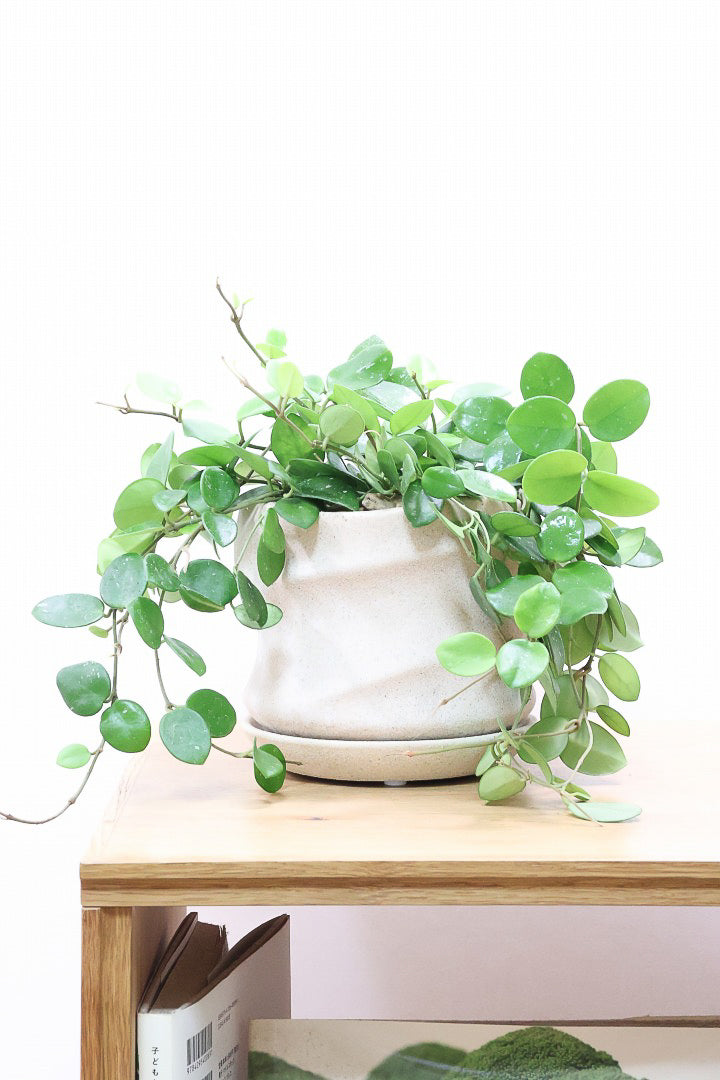 ホヤ マチルダPIV60381| 観葉植物の通信販売 | APEGO(アペーゴ)