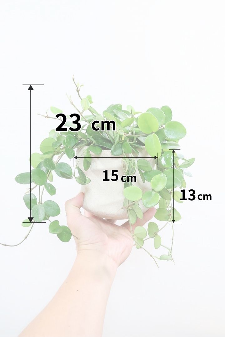 ホヤ マチルダPIV60381| 観葉植物の通信販売 | APEGO(アペーゴ)