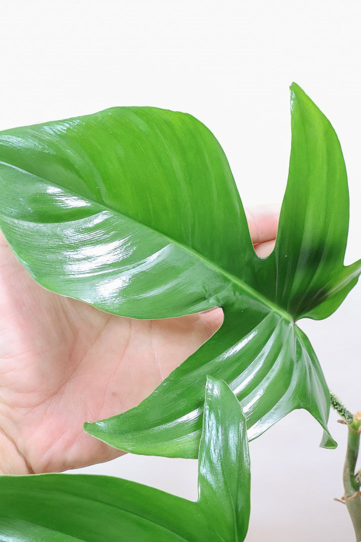 【フィロデンドロン スクアミフェルム】茎に産毛が生えている個性的なフォルム。ここまで立派な株はなかなか見かけません！