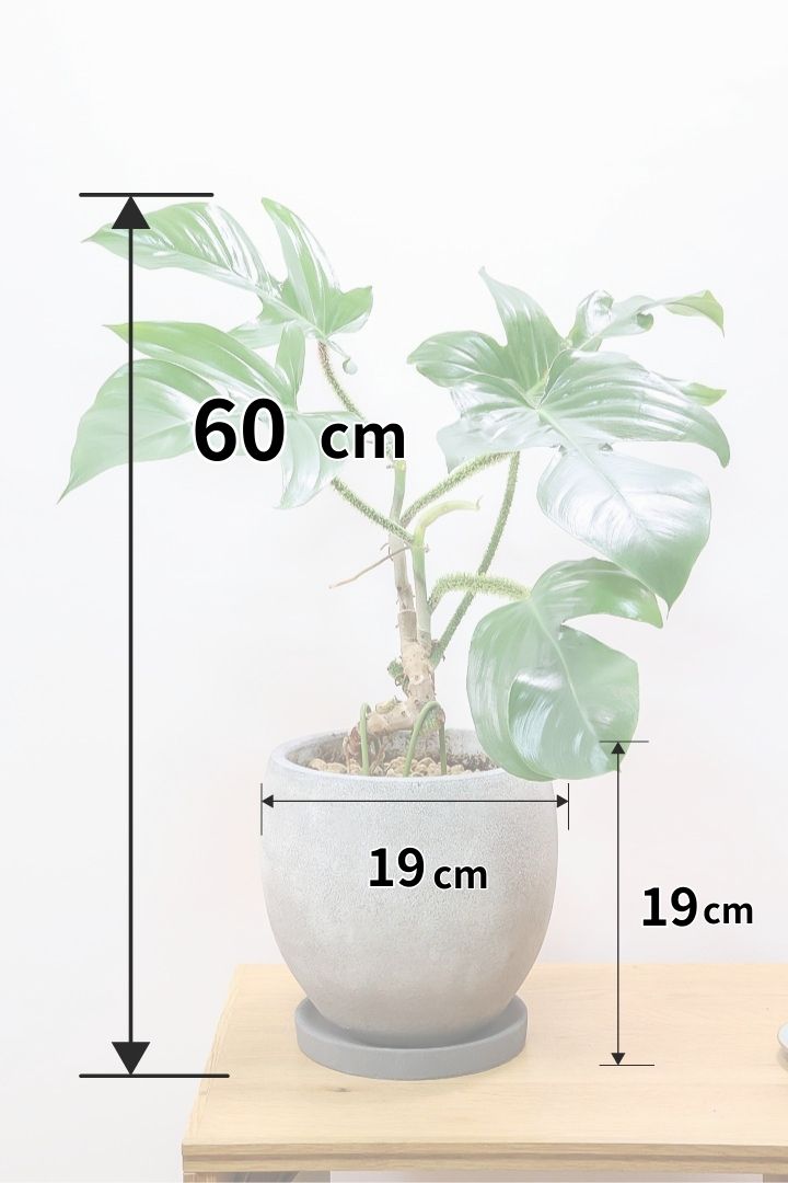 【フィロデンドロン スクアミフェルム】茎に産毛が生えている個性的なフォルム。ここまで立派な株はなかなか見かけません！