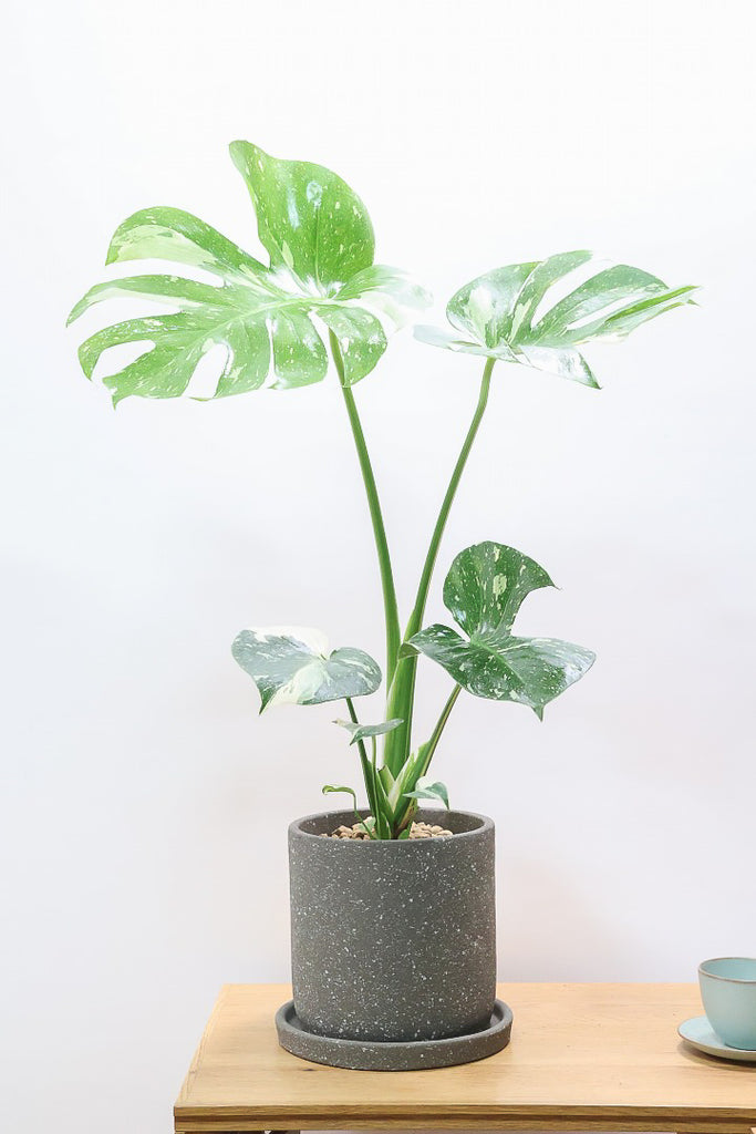 モンステラ モンステラ 樹脂製鉢植え（12AH22） 観葉植物と植木鉢の専門店