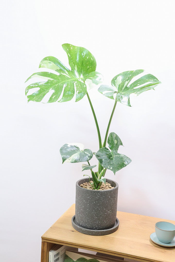 モンステラ タイコンステレーションLLGL60384| 観葉植物の通信