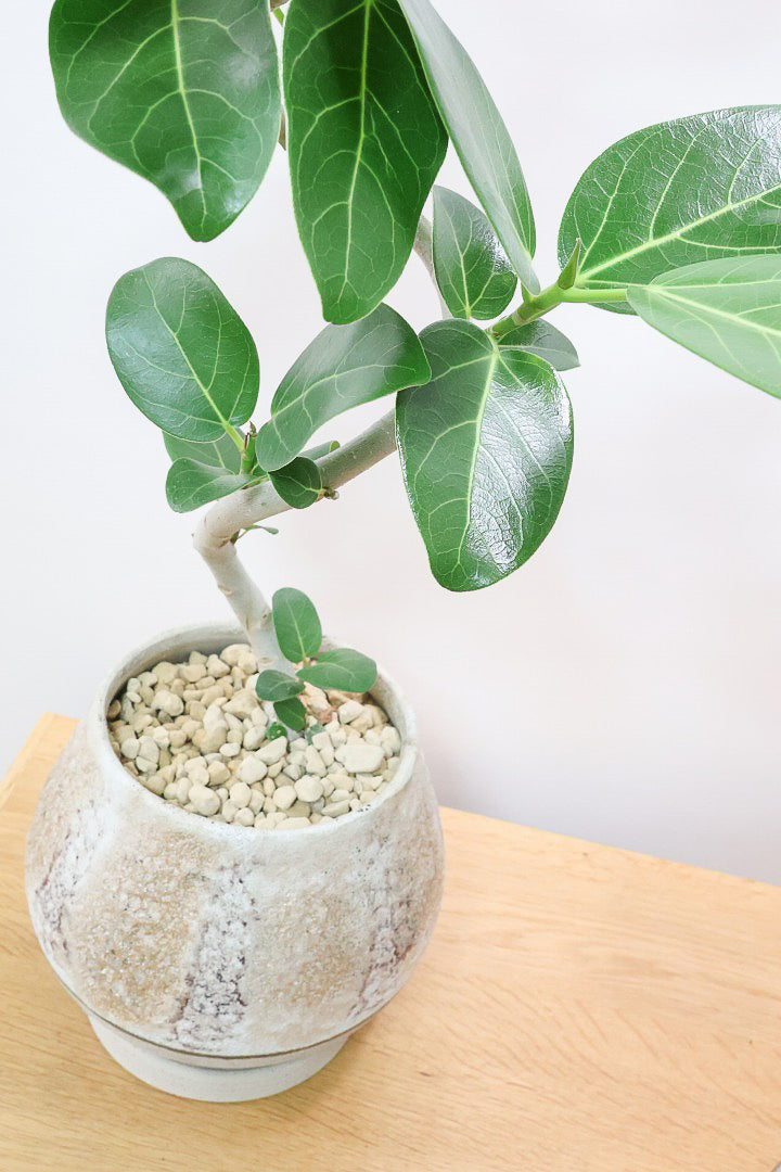 観葉植物 アローディア プロセラ(亜竜木)』🌱 銀色っぽい灰褐色をした刺々