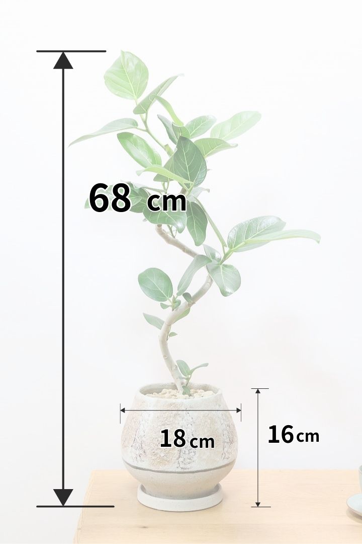 ベンガレンシスBR60386| 観葉植物の通信販売 | APEGO(アペーゴ)