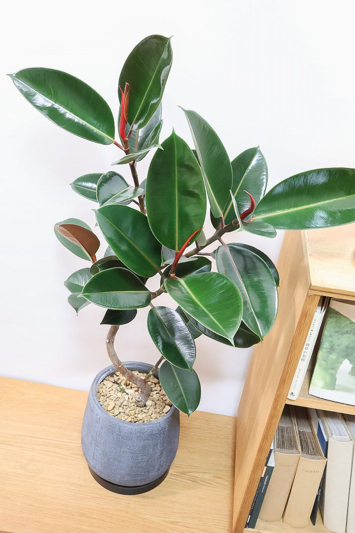 【フィカス・バーガンディ】素晴らしい植物を作る群馬県の名人生産者さんが手がけました！素晴らしい樹形です！