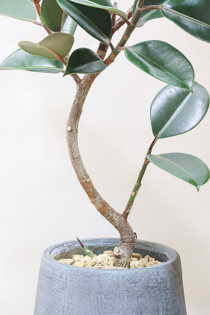 【フィカス・バーガンディ】素晴らしい植物を作る群馬県の名人生産者さんが手がけました！素晴らしい樹形です！