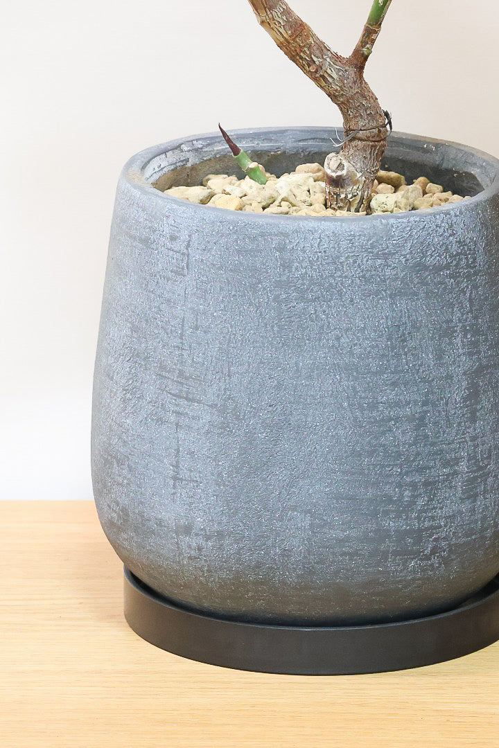 【フィカス・バーガンディ】素晴らしい植物を作る群馬県の名人生産者さんが手がけました！素晴らしい樹形です！