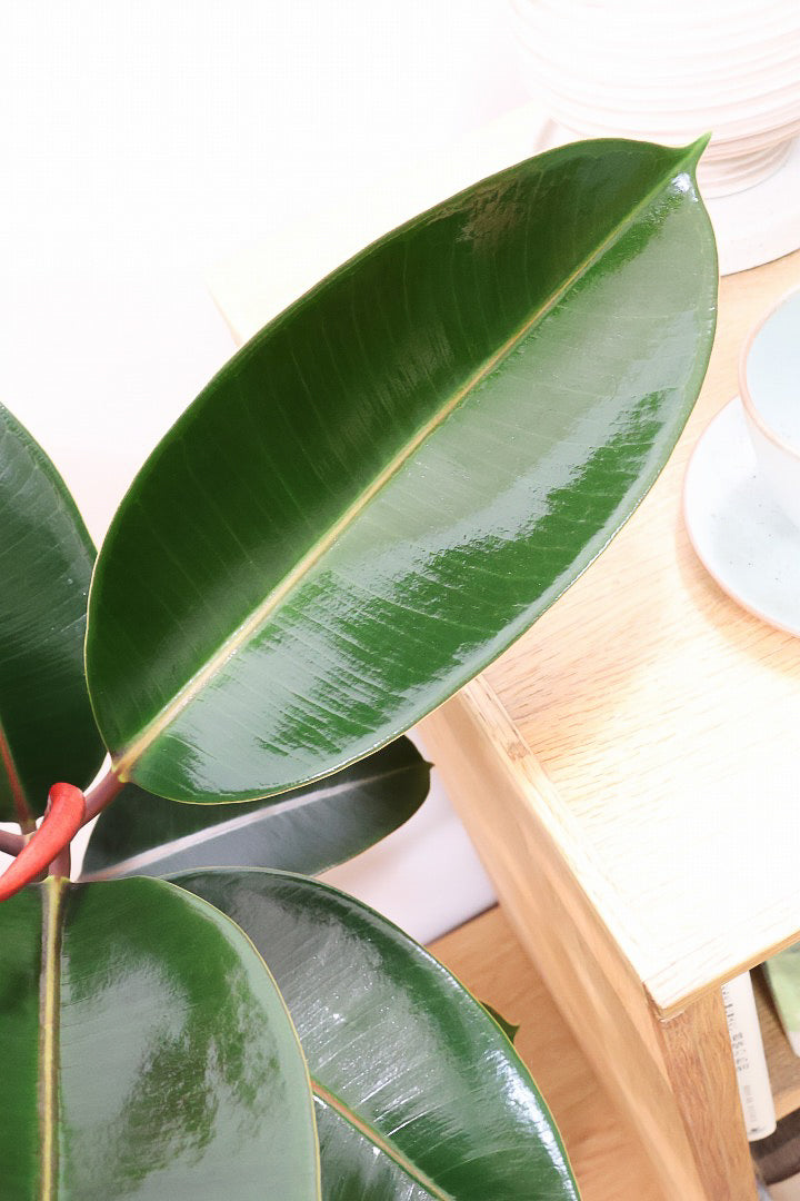 【フィカス・バーガンディ】素晴らしい植物を作る群馬県の名人生産者さんが手がけました！素晴らしい樹形です！
