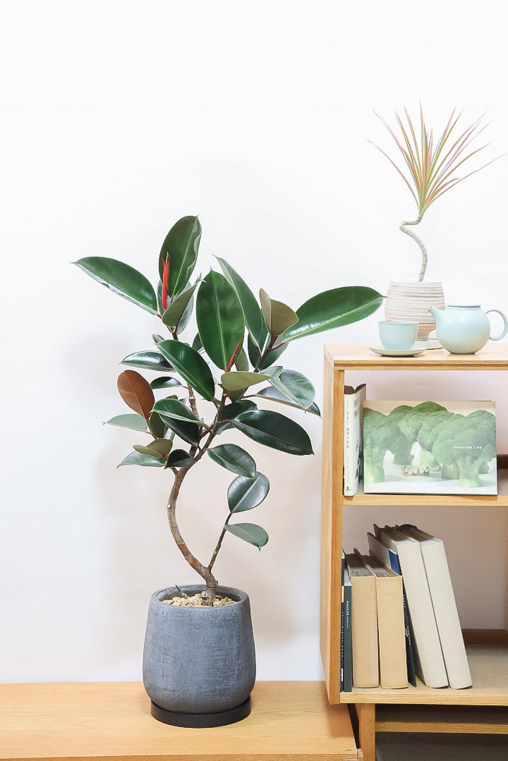 【フィカス・バーガンディ】素晴らしい植物を作る群馬県の名人生産者さんが手がけました！素晴らしい樹形です！