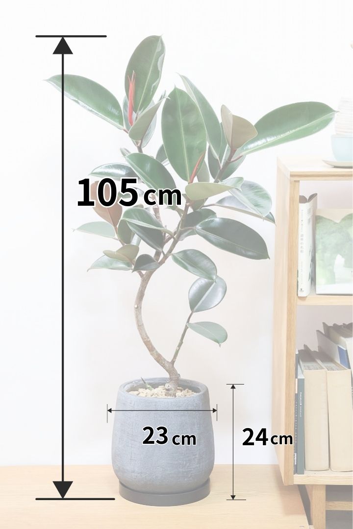 【フィカス・バーガンディ】素晴らしい植物を作る群馬県の名人生産者さんが手がけました！素晴らしい樹形です！