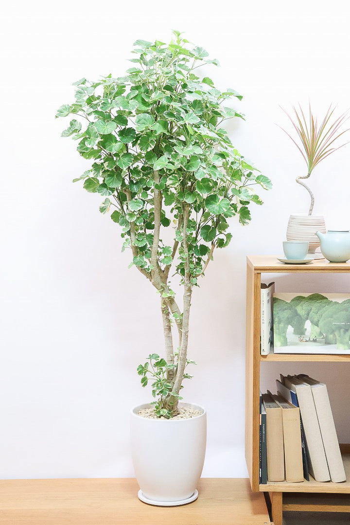 【ポリシャス マルギナータ】葉の模様がとても美しい！あまり生産されていない品種の観葉植物です！