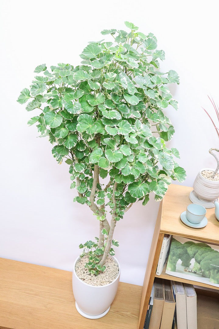 【ポリシャス マルギナータ】葉の模様がとても美しい！あまり生産されていない品種の観葉植物です！