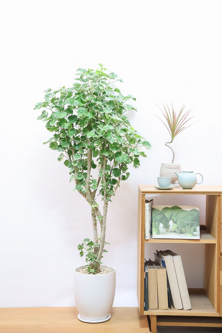 【ポリシャス マルギナータ】葉の模様がとても美しい！あまり生産されていない品種の観葉植物です！