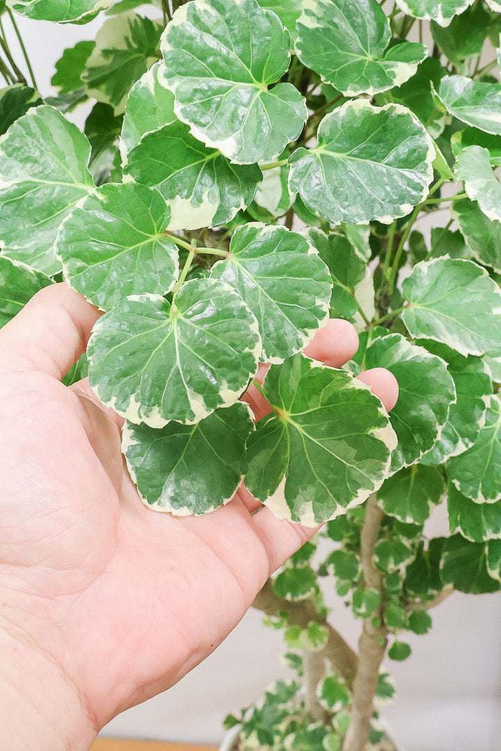 【ポリシャス マルギナータ】葉の模様がとても美しい！あまり生産されていない品種の観葉植物です！